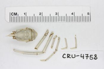 Media type: image;   Invertebrate Zoology CRU-4758 Description: Preserved specimen.;